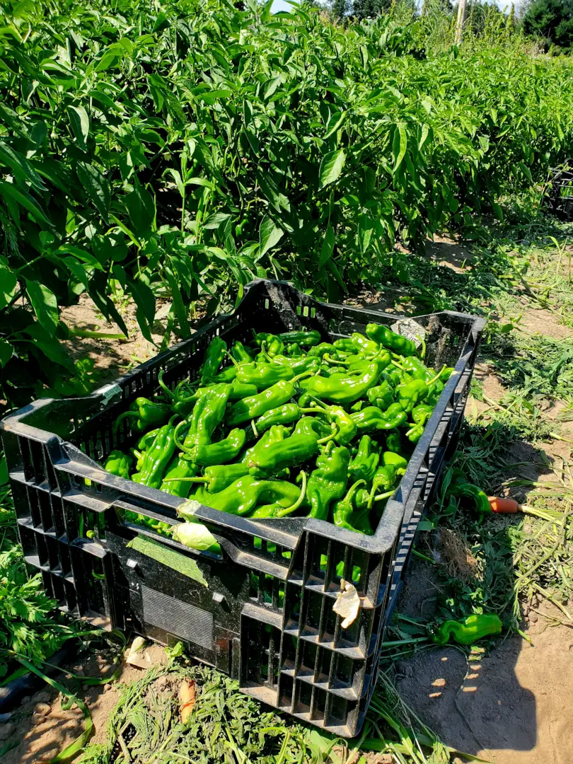 Farm Life