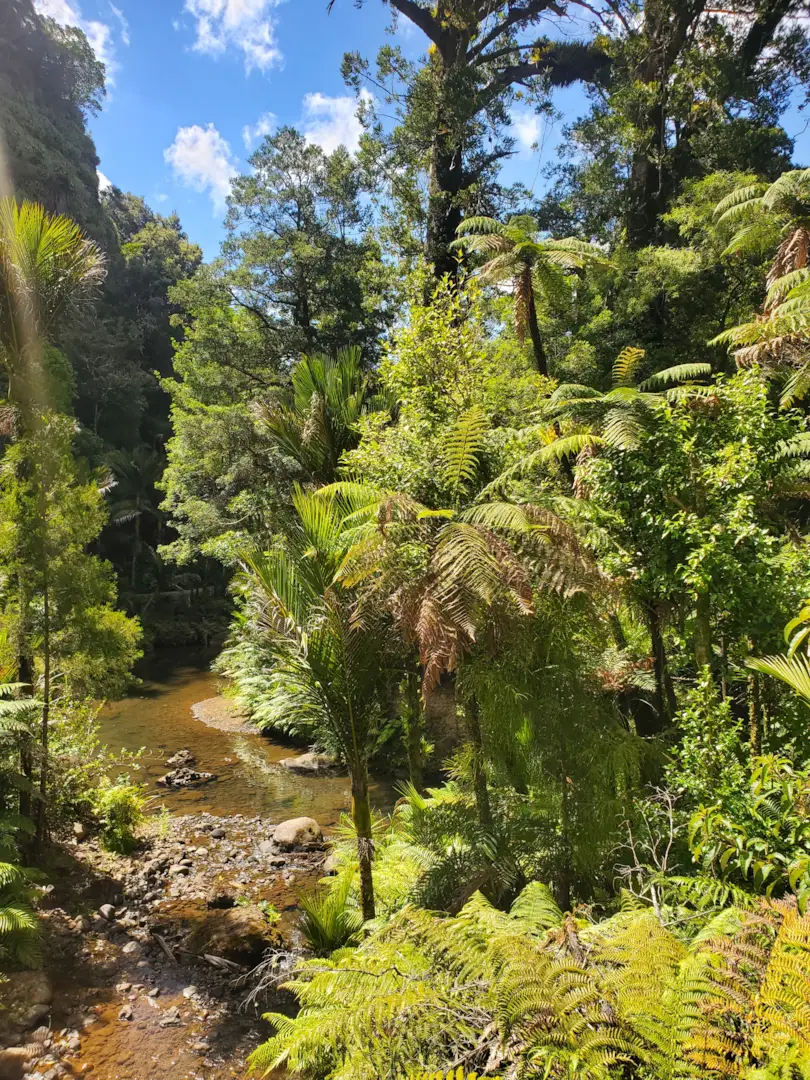 Auckland's West Coast