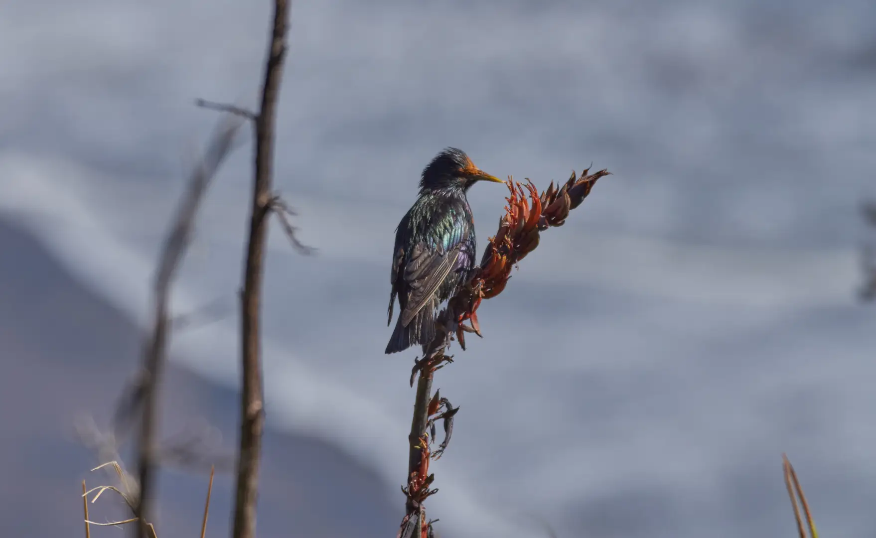 Auckland's West Coast