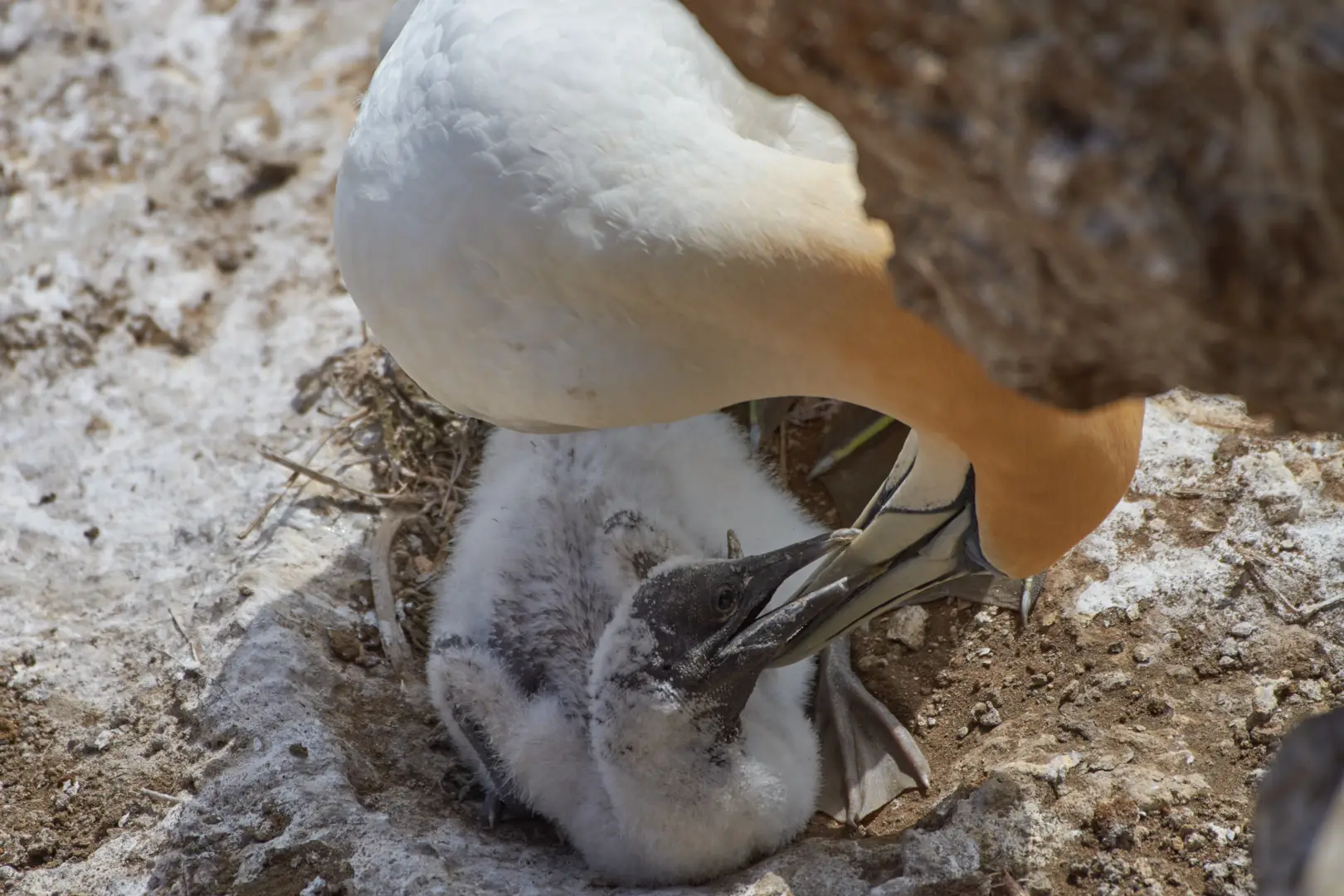 Auckland's West Coast